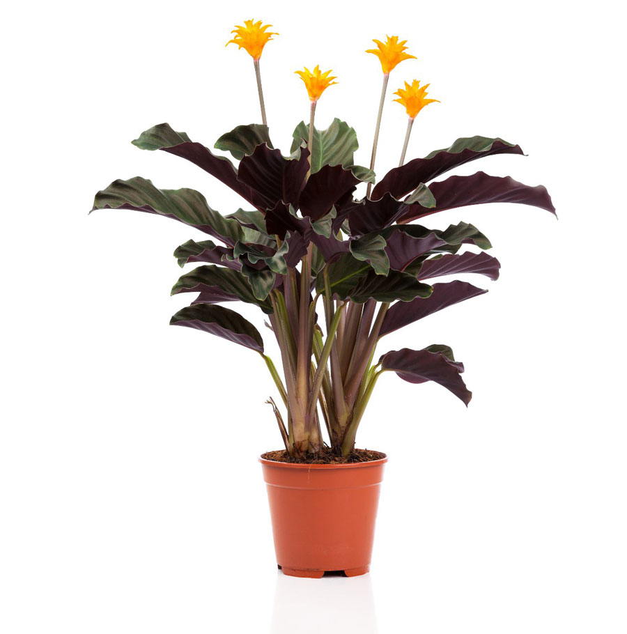 کالاتیا شعله جاوید کوچک حدود 25 سانت